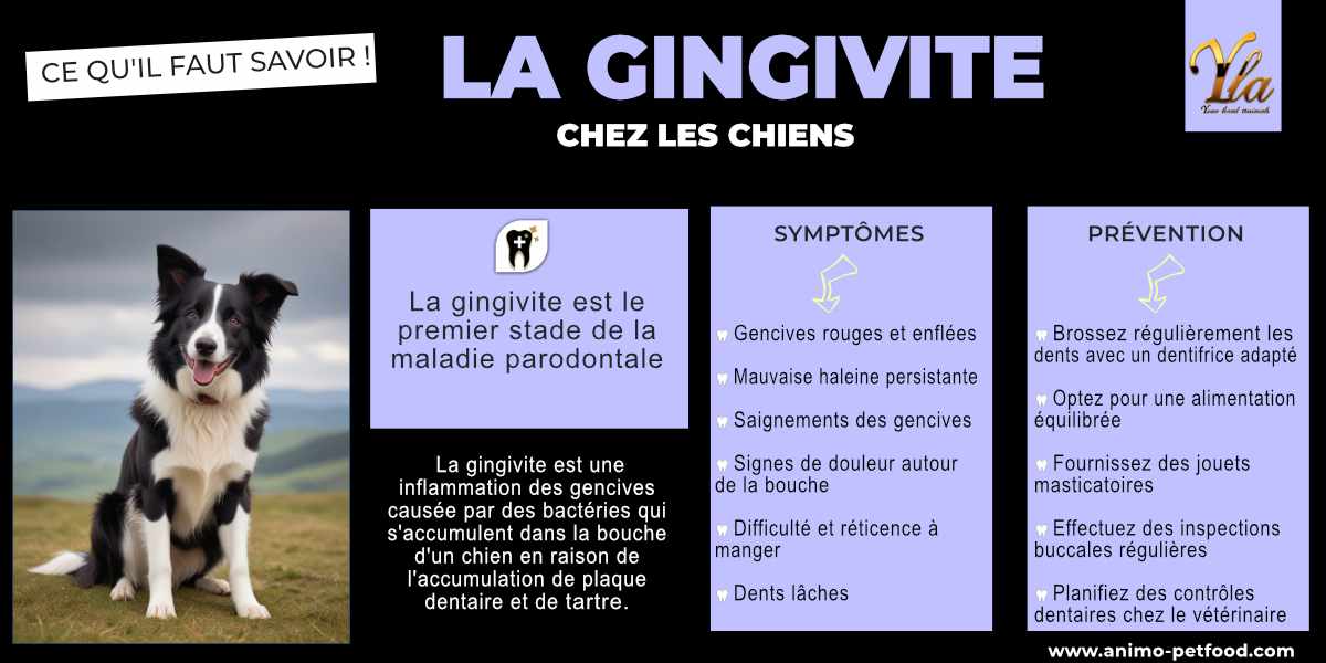 Gingivite chez les chiens : symptômes, processus inflammatoire et prévention